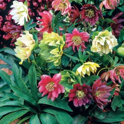 3 Hellébores d'Orient doubles en mélange - Des fleurs en plein hiver