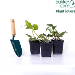 3 Hellébores d'Orient doubles en mélange - Des fleurs en plein hiver