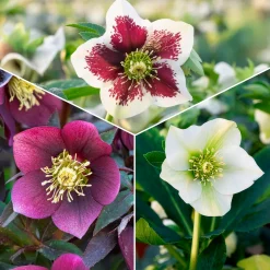 3 Hellébores d'Orient en mélange - Des fleurs en plein hiver