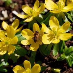 10 Helléborines - L'or du jardin en hiver