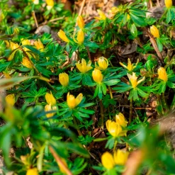 10 Helléborines - L'or du jardin en hiver