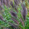 Herbe aux écouvillons Black Beauty - Pennisetum - Des épis noirs au jardin