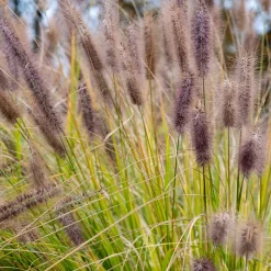 Herbe aux écouvillons Black Beauty - Pennisetum - Des épis noirs au jardin