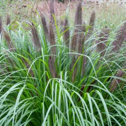 Herbe aux écouvillons Black Beauty - Pennisetum - Des épis noirs au jardin