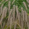 Herbe aux écouvillons d'Orient - Pennisetum - Des plumeaux roses tout l'été