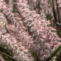 Herbe aux écouvillons d'Orient - Pennisetum - Des plumeaux roses tout l'été