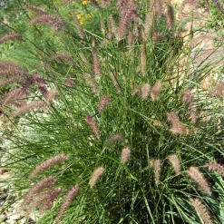 Herbe aux écouvillons d'Orient - Pennisetum - Des plumeaux roses tout l'été