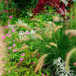 Herbe aux écouvillons Gelbstiel - Pennisetum - Des épis dansants tout l'automne
