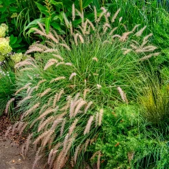 Herbe aux écouvillons Gelbstiel - Pennisetum - Des épis dansants tout l'automne