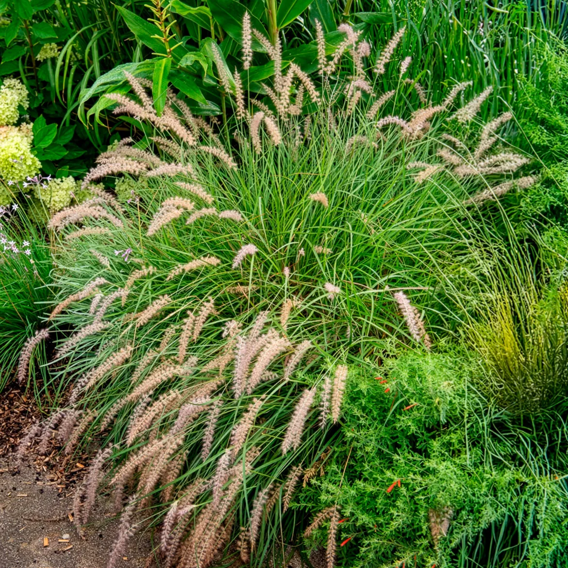 Herbe aux écouvillons Gelbstiel - Pennisetum - Des épis dansants tout l'automne