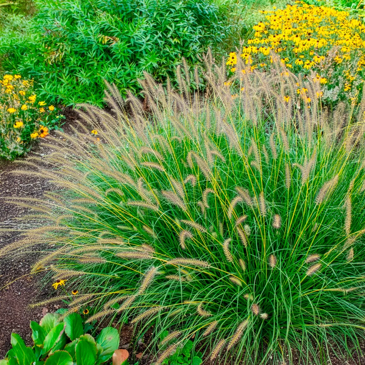 Herbe aux écouvillons Gelbstiel - Pennisetum - Des épis dansants tout l'automne