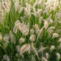Herbe aux écouvillons GoldStrich - Pennisetum - L'effet plumeau doré au jardin