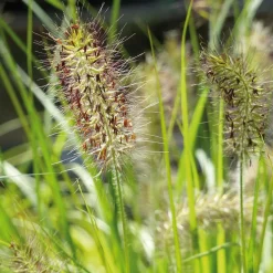 Herbe aux écouvillons Hameln Gold - Pennisetum - Des épis dorés tout l'été