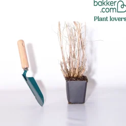 Herbe aux écouvillons Hameln Gold - Pennisetum - Des épis dorés tout l'été