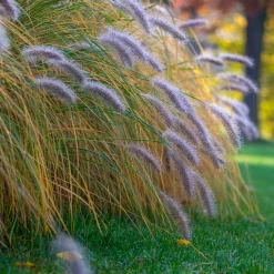 Herbe aux écouvillons 'Hameln' - L'effet nuage tout l'automne