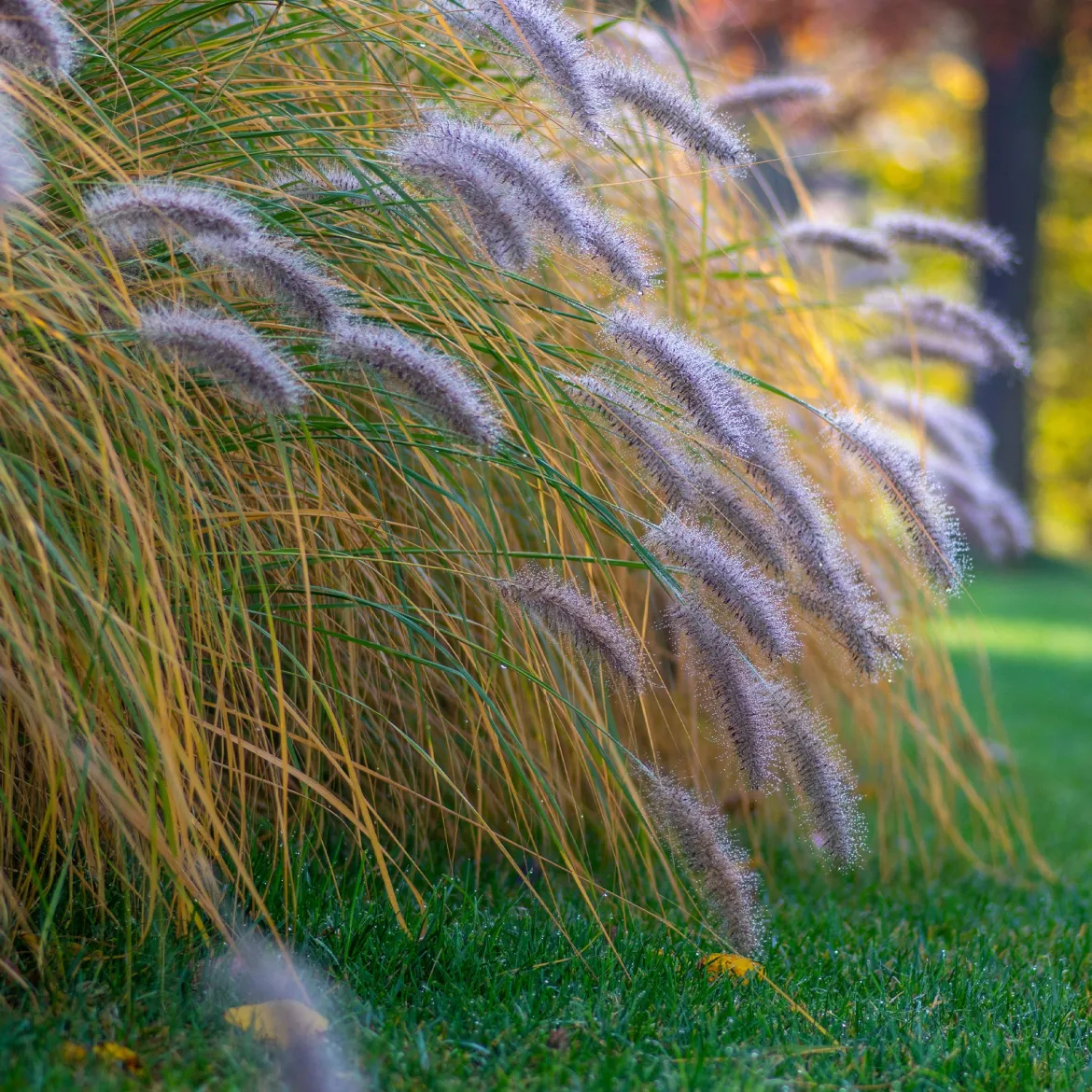 Herbe aux écouvillons 'Hameln' - L'effet nuage tout l'automne