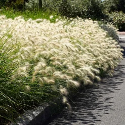 Herbe aux écouvillons 'Hameln' - L'effet nuage tout l'automne