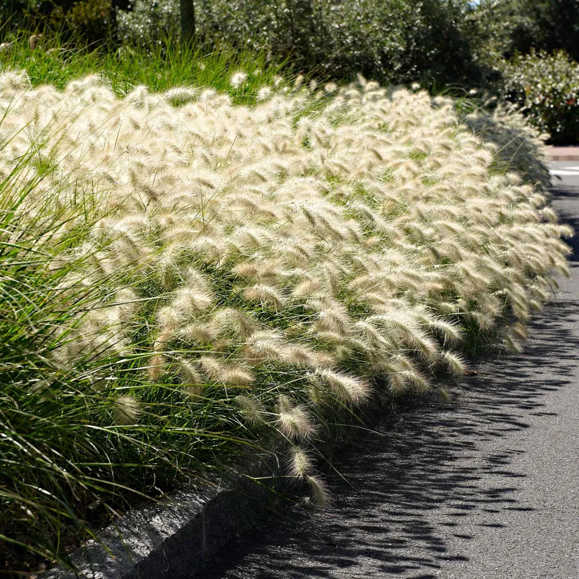 Herbe aux écouvillons 'Hameln' - L'effet nuage tout l'automne