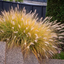 Herbe aux écouvillons 'Hameln' - L'effet nuage tout l'automne