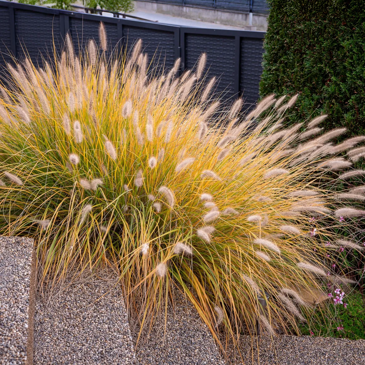 Herbe aux écouvillons 'Hameln' - L'effet nuage tout l'automne