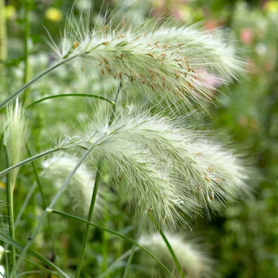 Herbe aux écouvillons 'Hameln' - L'effet nuage tout l'automne