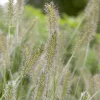 Herbe aux écouvillons Herbstzauber - Pennisetum - L'automne en fête au jardin
