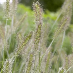 Herbe aux écouvillons Herbstzauber - Pennisetum - L'automne en fête au jardin
