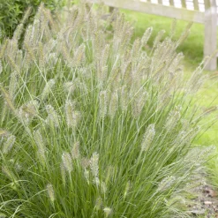 Herbe aux écouvillons Herbstzauber - Pennisetum - L'automne en fête au jardin