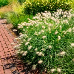 Herbe aux écouvillons hérissée - Pennisetum - Des plumeaux crème tout l'été