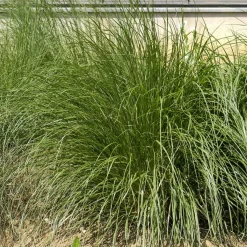 Herbe aux écouvillons Japonicum - Pennisetum - Des épis qui dansent au vent