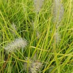 Herbe aux écouvillons Jommenik - Pennisetum - Les épis dansent au vent