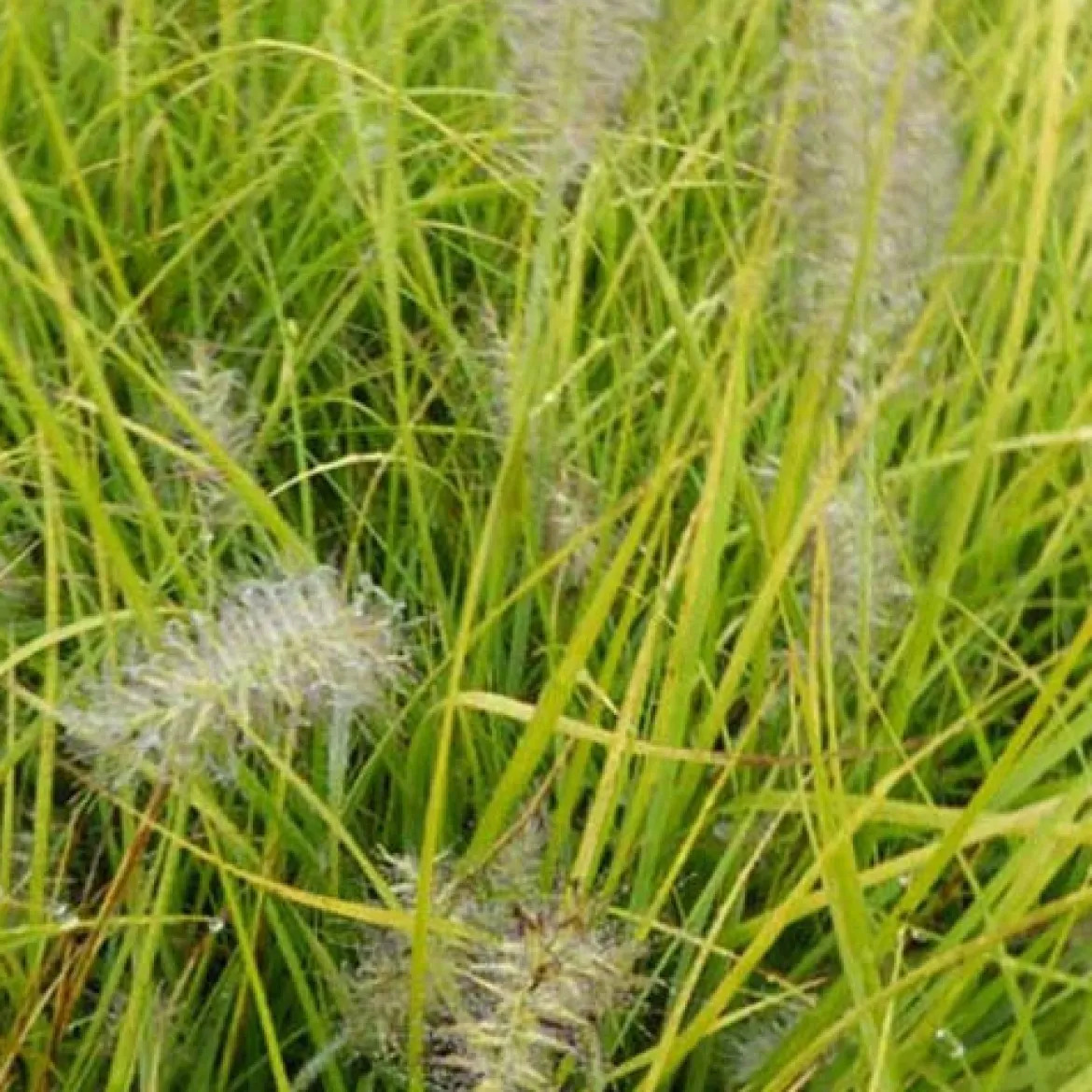 Herbe aux écouvillons Jommenik - Pennisetum - Les épis dansent au vent