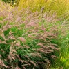 Herbe aux écouvillons Karley Rose ® - Pennisetum - Des épis roses tout l'été