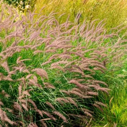Herbe aux écouvillons Karley Rose ® - Pennisetum - Des épis roses tout l'été