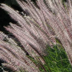 Herbe aux écouvillons Karley Rose ® - Pennisetum - Des épis roses tout l'été