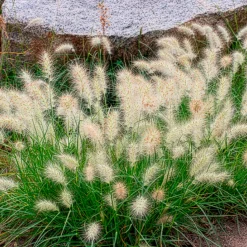 Herbe aux écouvillons Little Bunny - Pennisetum - La graminée qui tient en pot