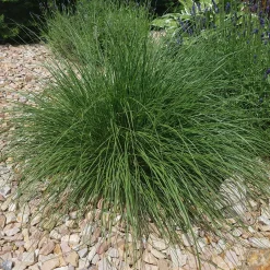 Herbe aux écouvillons - Pennisetum - Des plumeaux qui dansent