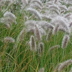 Herbe aux écouvillons - Pennisetum - Des plumeaux qui dansent