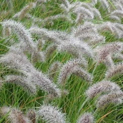 Herbe aux écouvillons - Pennisetum - Des plumeaux qui dansent