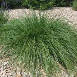 Herbe aux écouvillons - Pennisetum - Des plumeaux qui dansent
