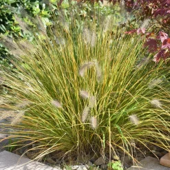 Herbe aux écouvillons - Pennisetum - Des plumeaux qui dansent