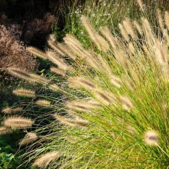 Herbe aux écouvillons - Pennisetum - Des plumeaux qui dansent