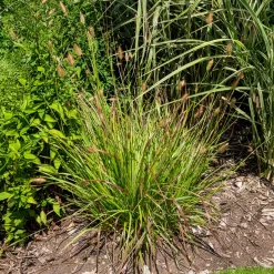 Herbe aux écouvillons Red Buttons - Pennisetum - Des boutons rouges tout l'été