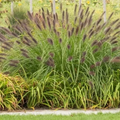 Herbe aux écouvillons 'Viridescens' - Des épis qui dansent au vent