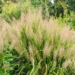 Herbe aux diamants - La lumière dans vos massifs