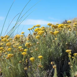 Herbe à curry - Immortelle des dunes - Le parfum curry au jardin