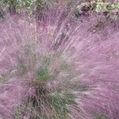 Herbe d'amour - Un nuage rose au jardin