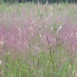 Herbe d'amour - Un nuage rose au jardin