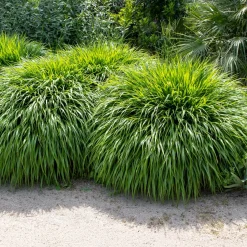 Herbe du Japon - La cascade dorée des zones d'ombre