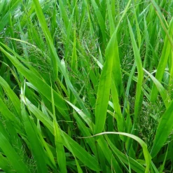 Herbe du Japon - La cascade dorée des zones d'ombre